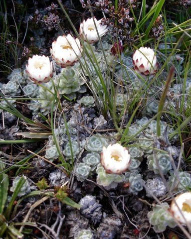 Helichrysum milfordiae half open flowerheads